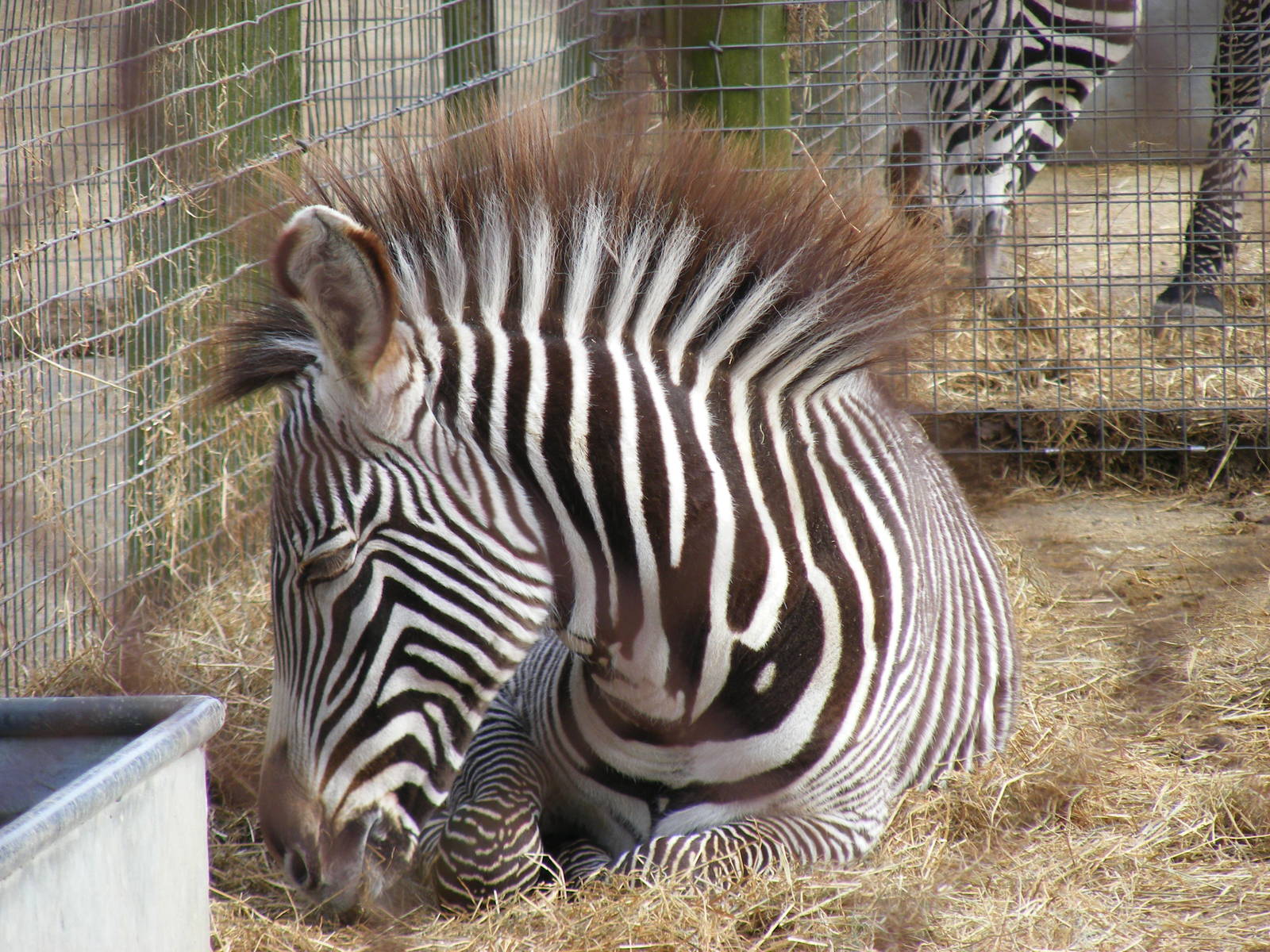 Phoenix the Grevy's zebra at Marwell Wildlife, 31 January 2010
