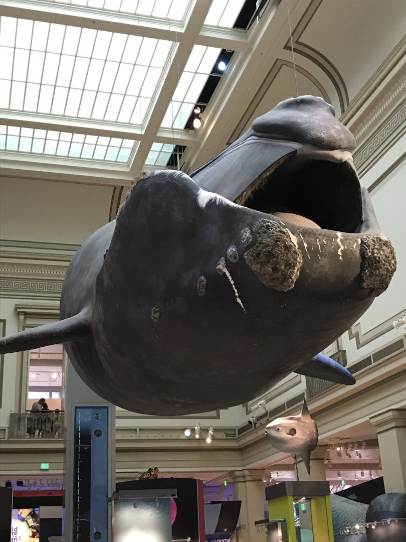 Phoenix, the North Atlantic Right Whale