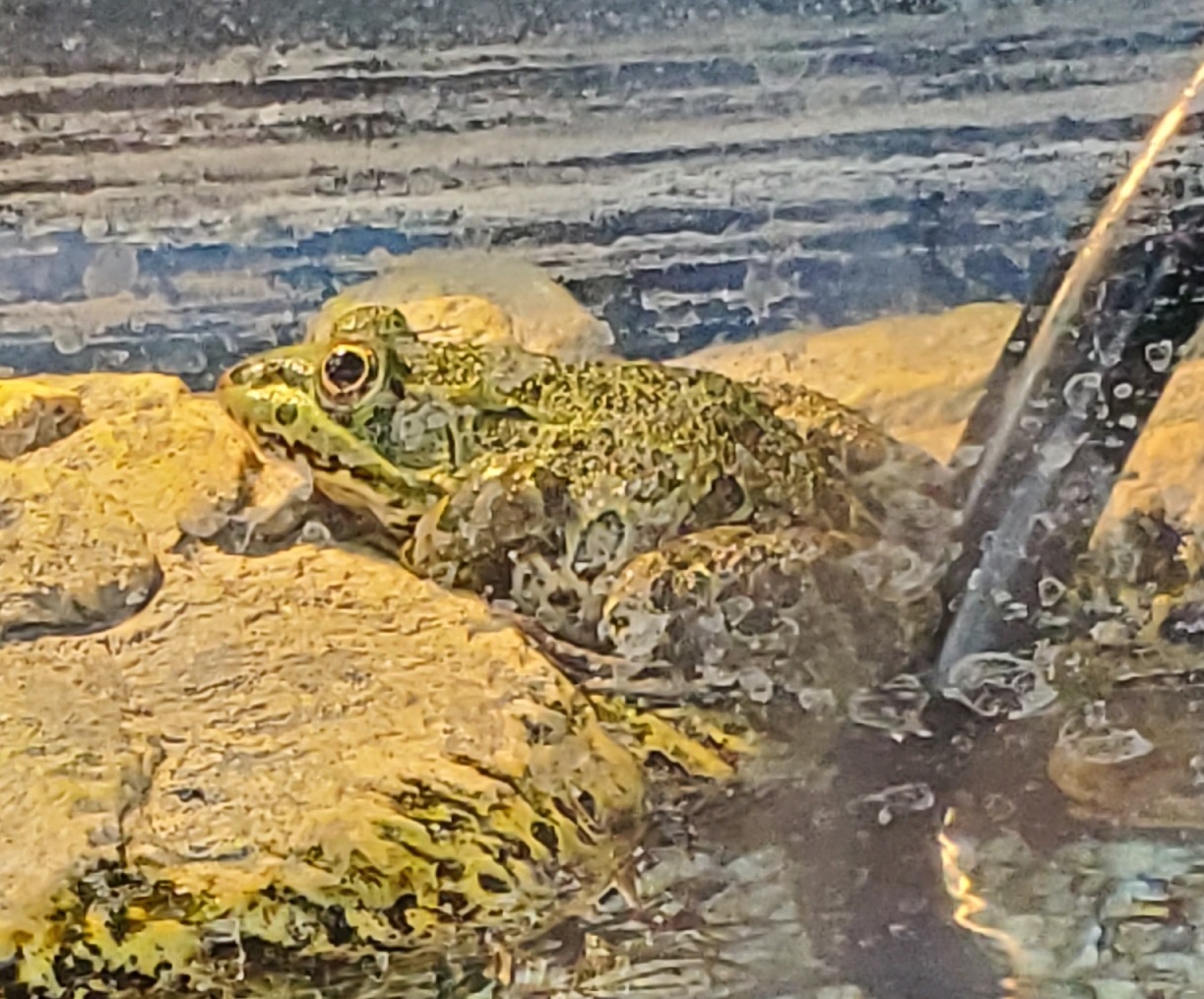 Phoenix Zoo (2020) - Lithobates chiricahuensis