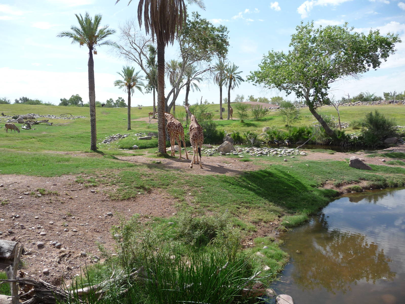 Phoenix Zoo - African Savanna