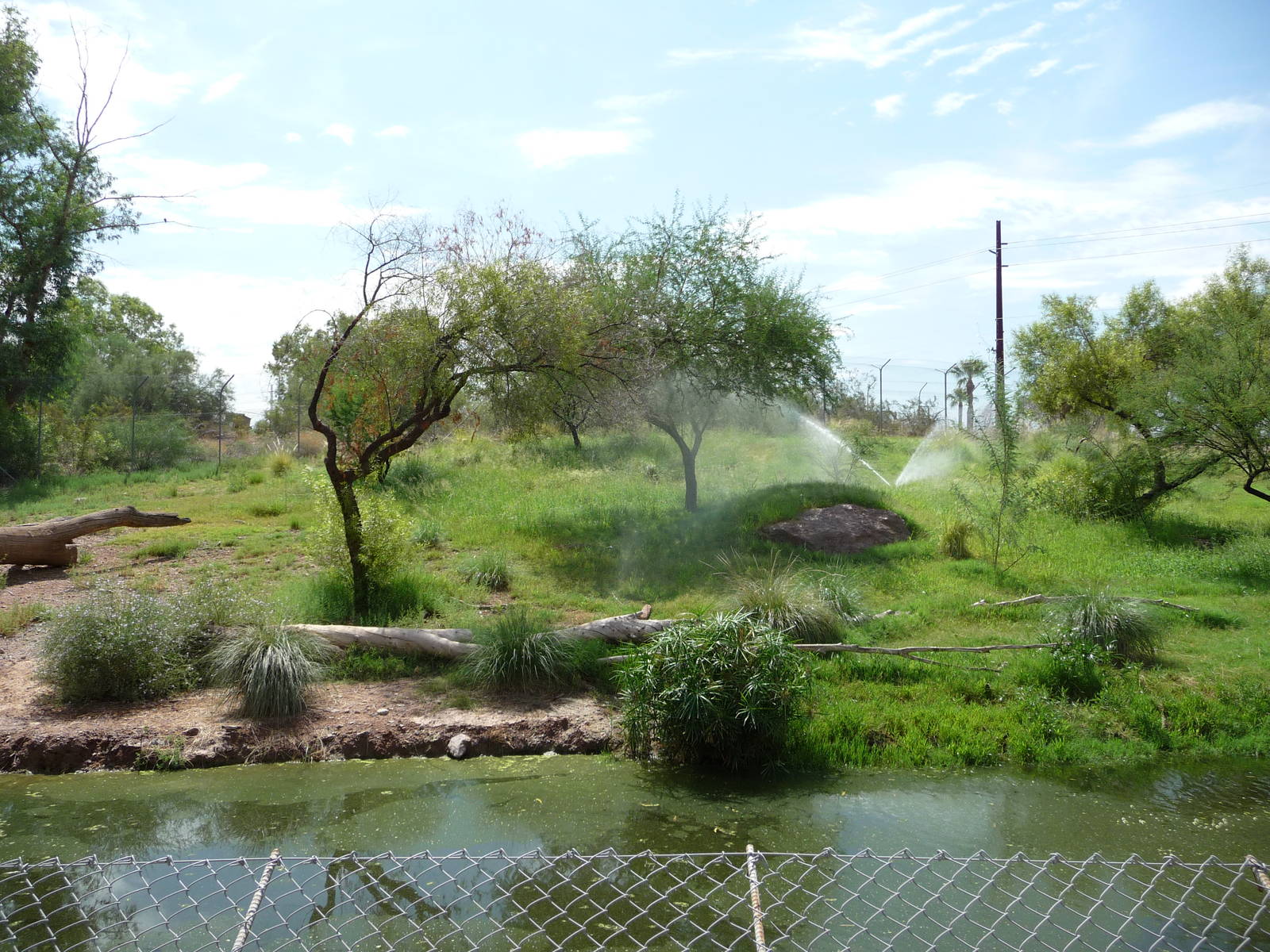 Phoenix Zoo - African Wild Dog Exhibit
