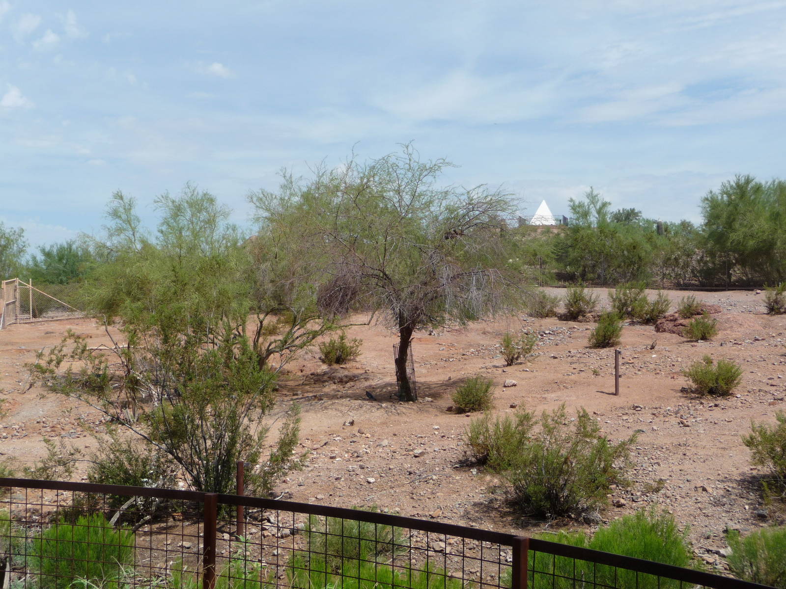 Phoenix Zoo - Arabian Oryx Exhibit