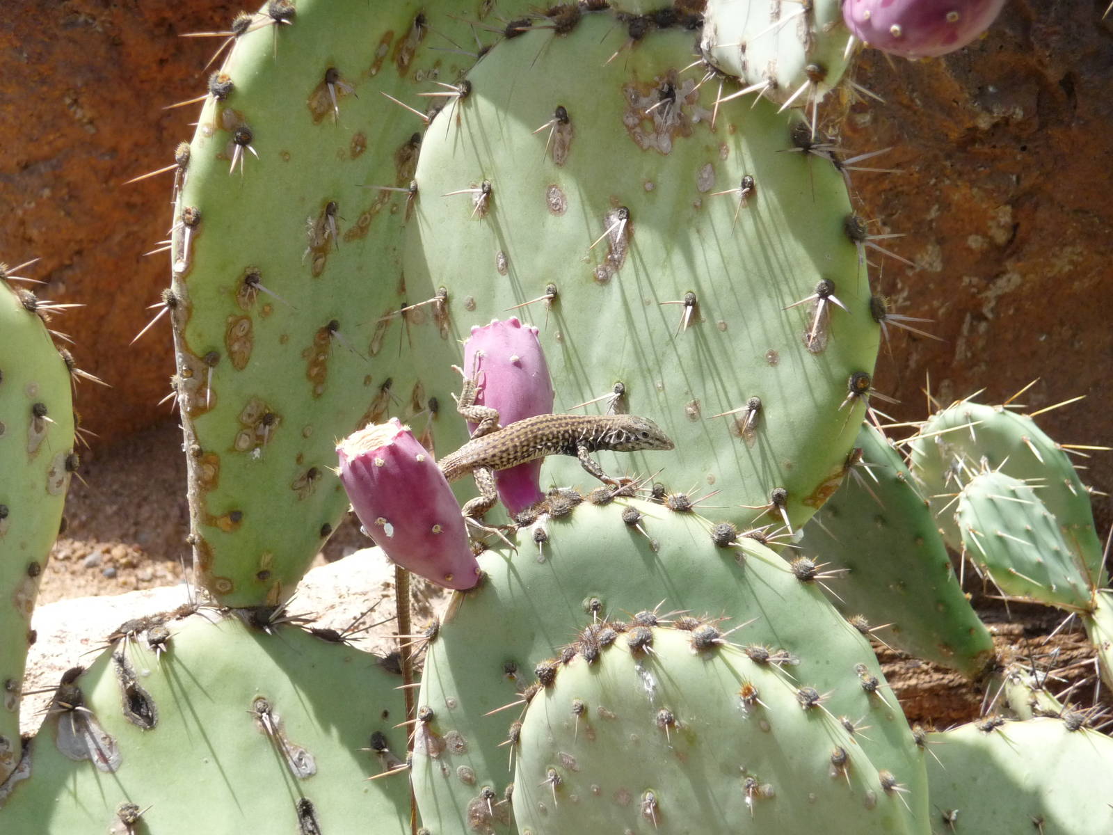 Phoenix Zoo - Arizona Trail