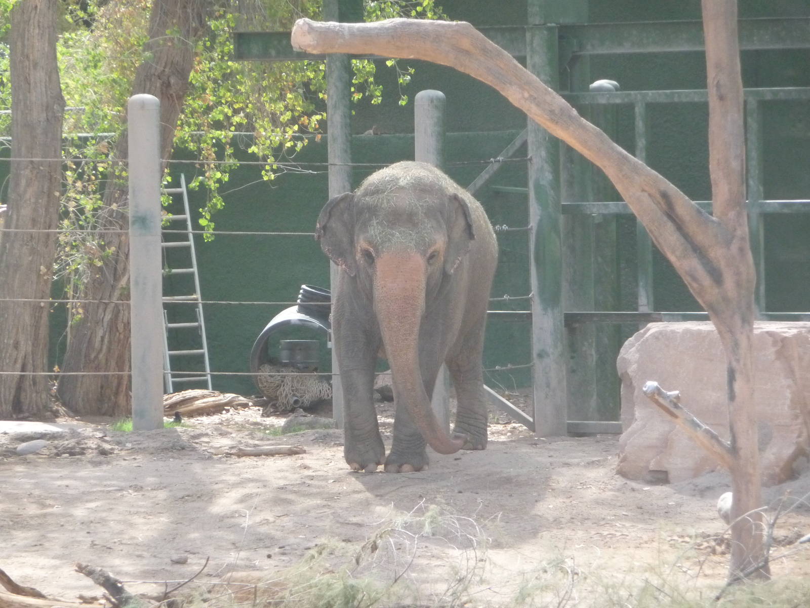 Phoenix Zoo - Asian Elephant