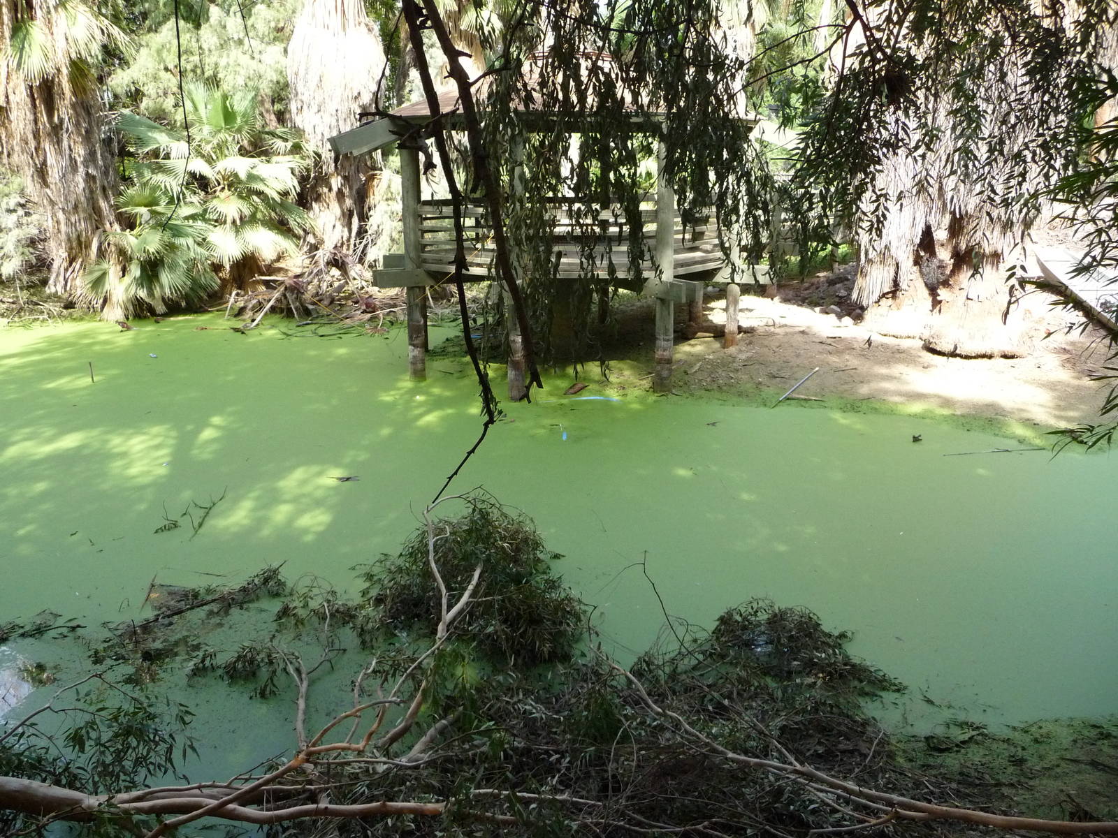 Phoenix Zoo - Capybara Pond (full of Duckweed)