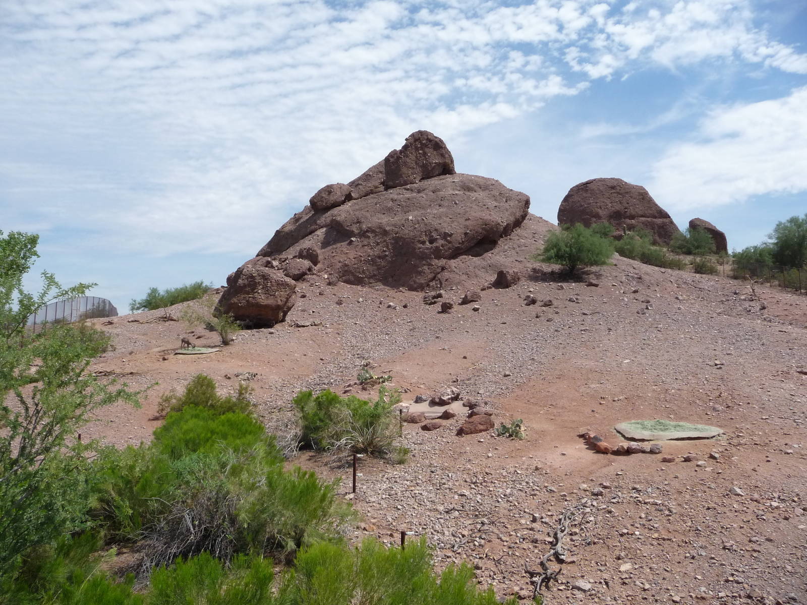 Phoenix Zoo - Desert Bighorn Sheep Exhibit