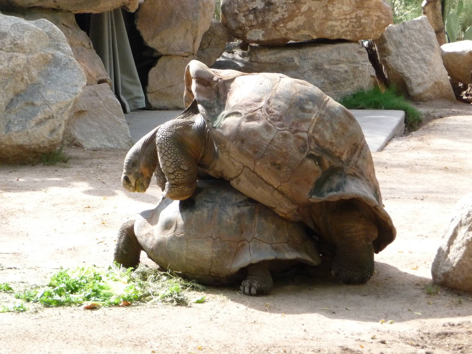 Phoenix Zoo - Galapagos Tortoises