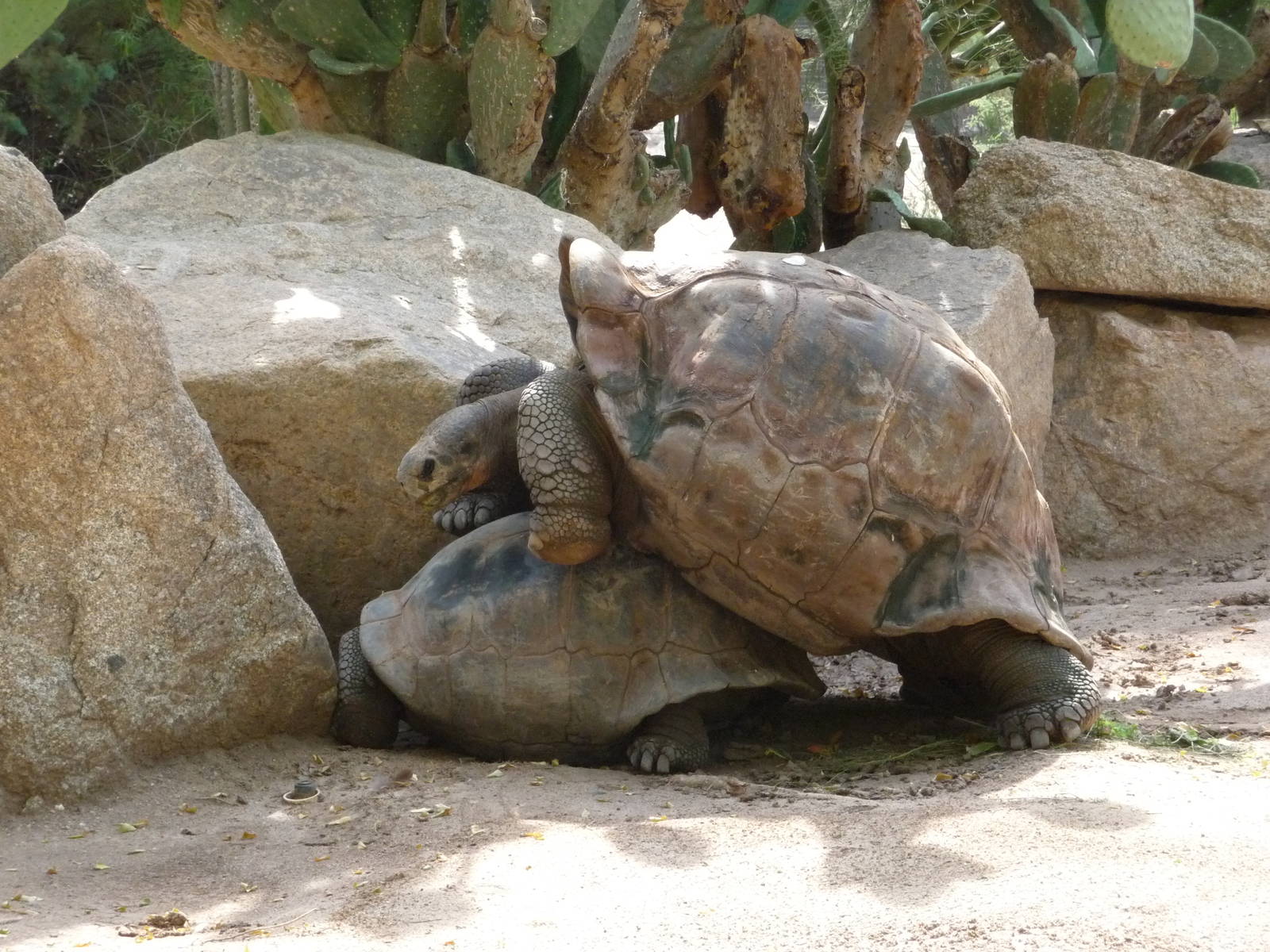 Phoenix Zoo - Galapagos Tortoises