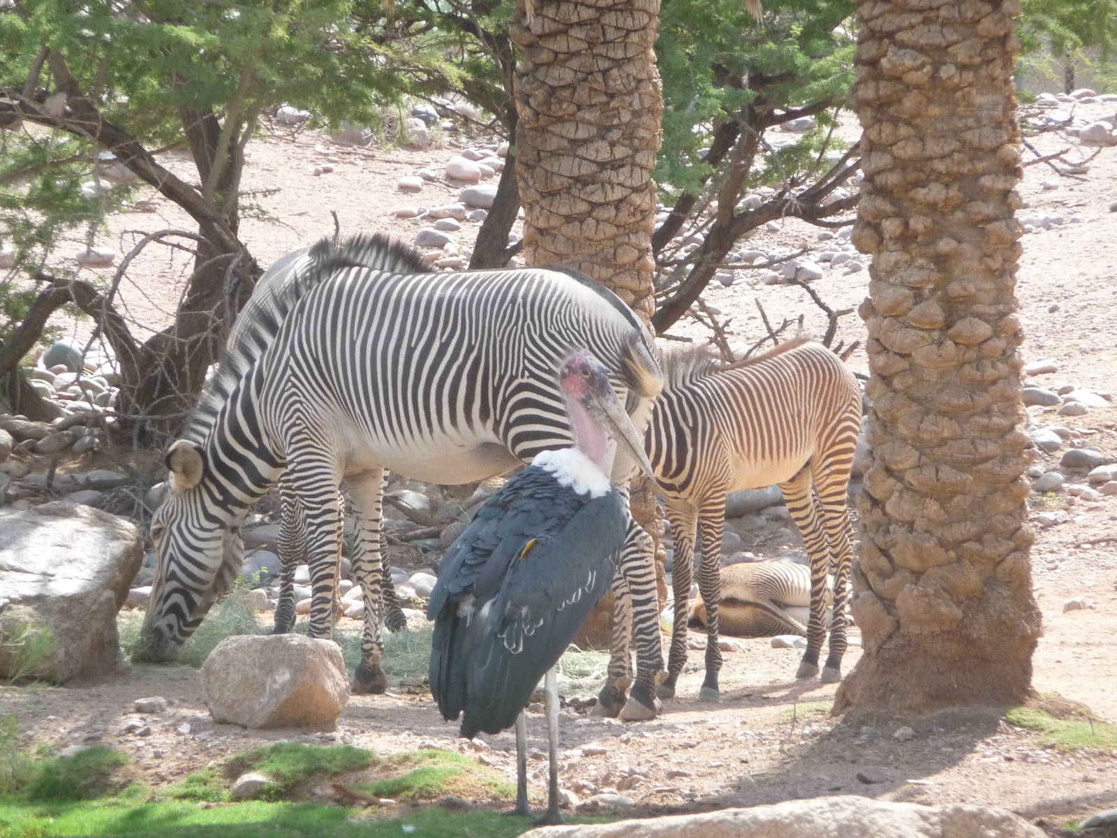Phoenix Zoo - Grevy's Zebras & Marabou Stork