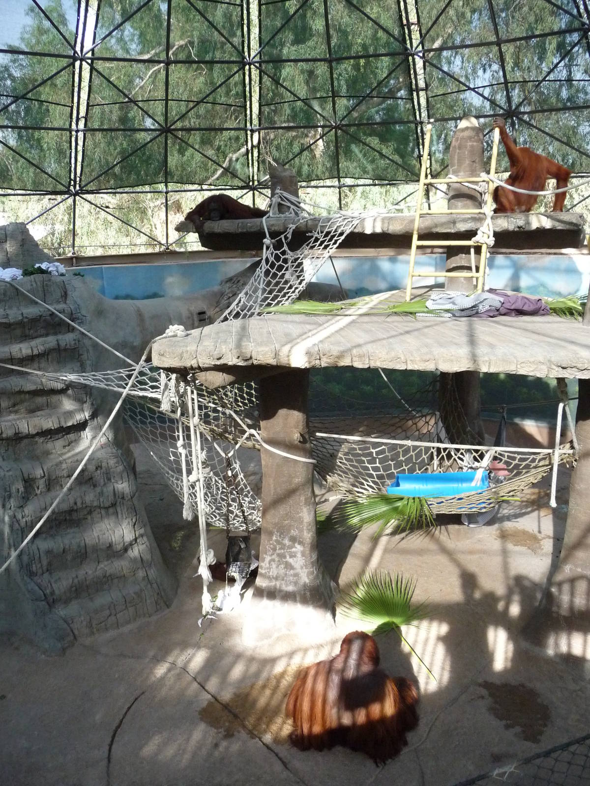 Phoenix Zoo - Orangutan Exhibit