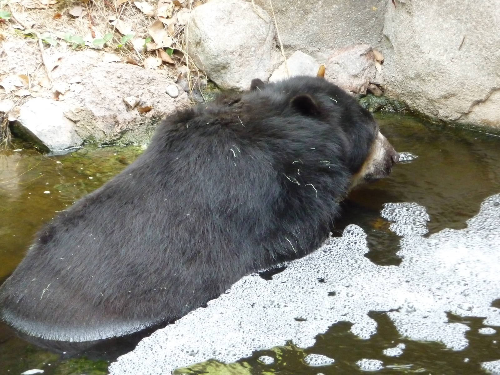 Phoenix Zoo - Spectacled Bear