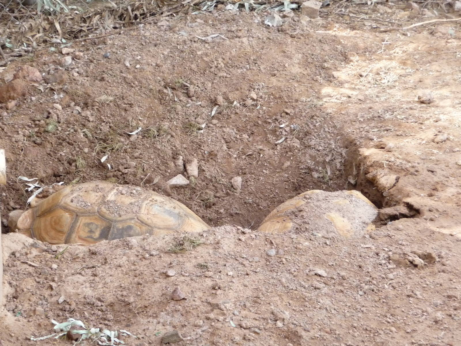 Phoenix Zoo - Tortoises