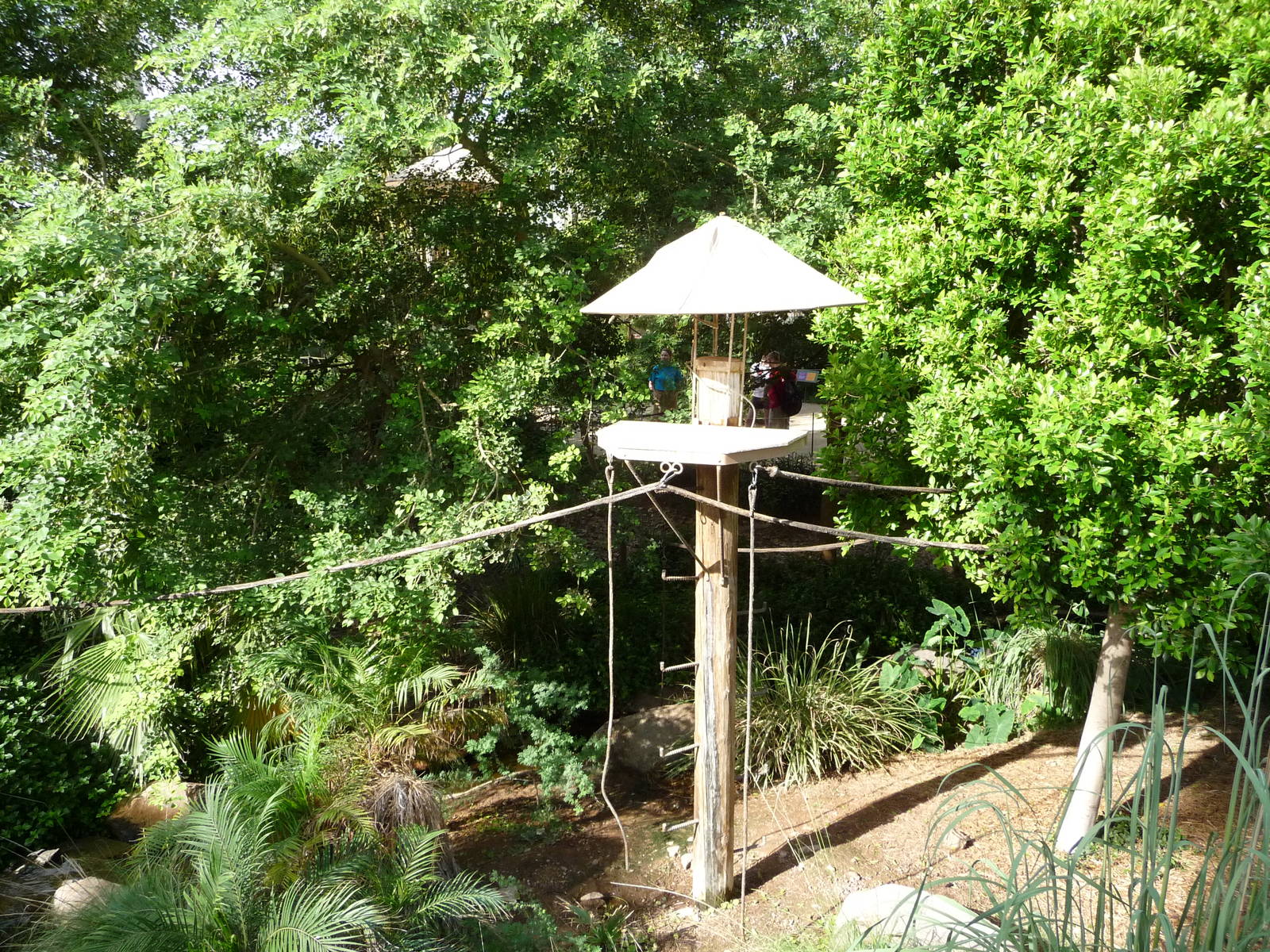 Phoenix Zoo - Walk-through Squirrel Monkey Exhibit