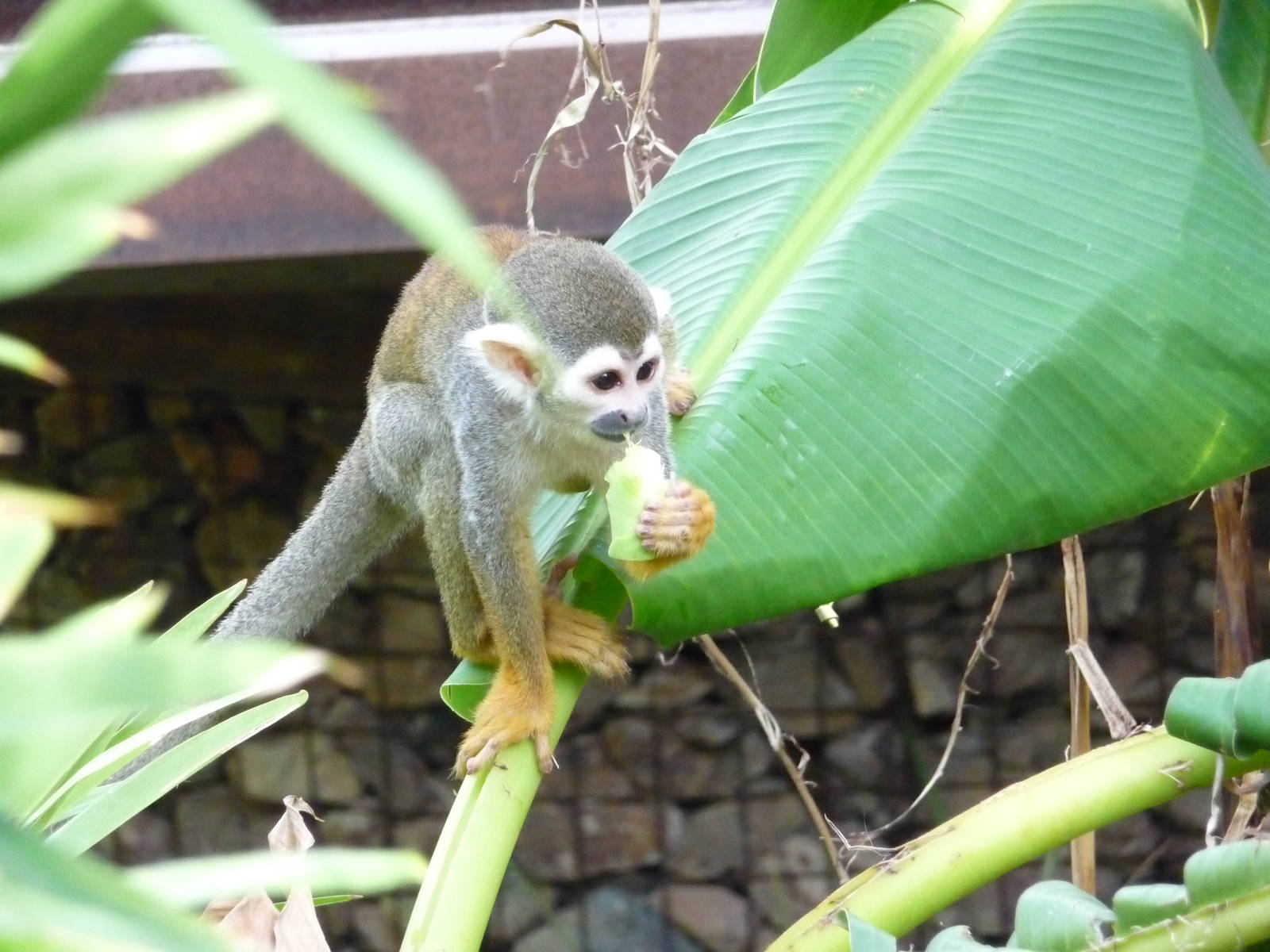 Phoenix Zoo - Walk-through Squirrel Monkey Exhibit