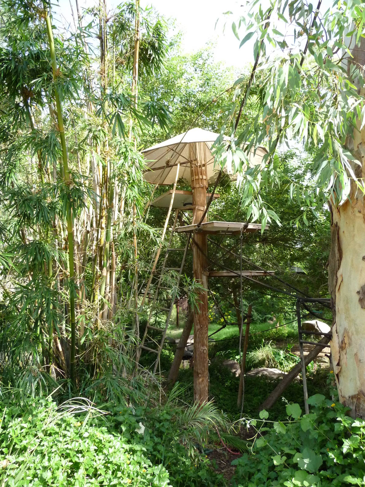 Phoenix Zoo - Walk-through Squirrel Monkey Exhibit