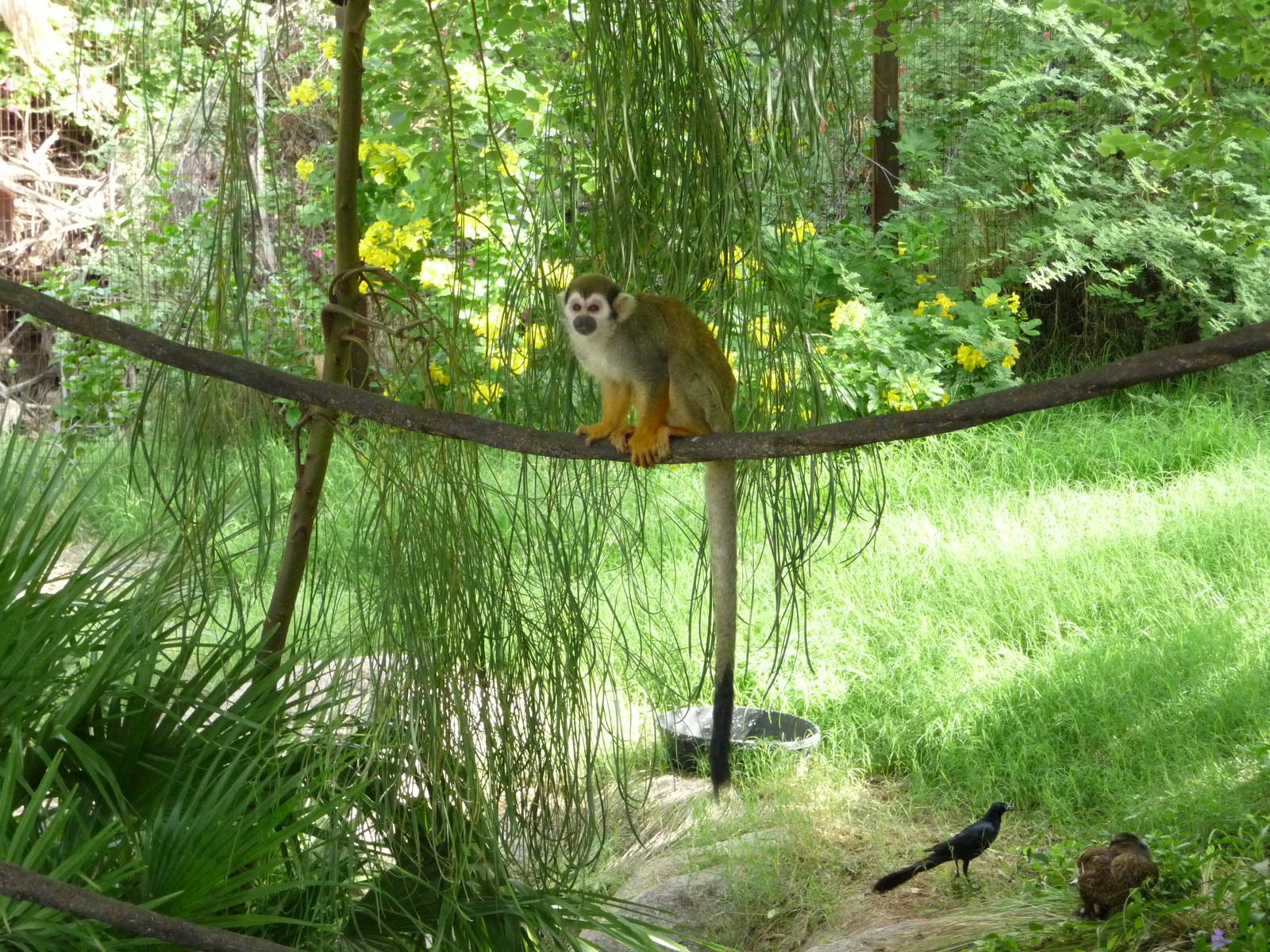 Phoenix Zoo - Walk-through Squirrel Monkey Exhibit