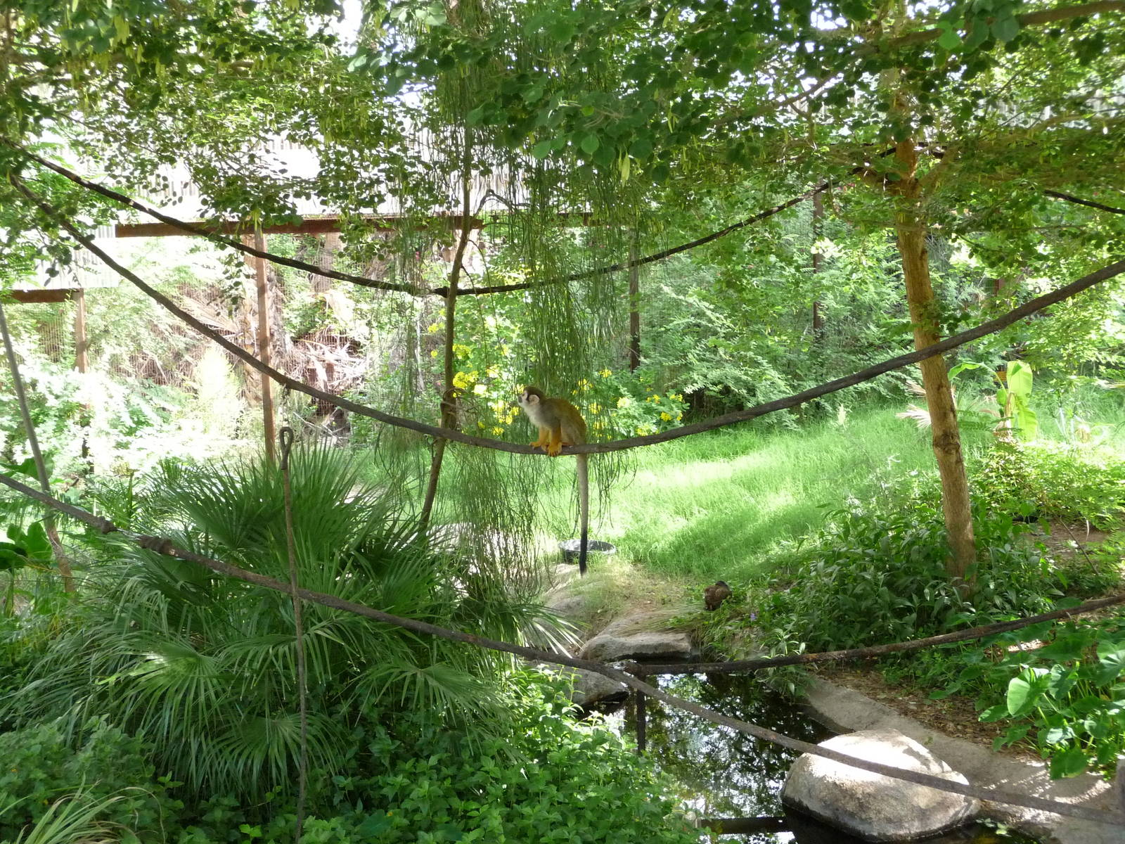 Phoenix Zoo - Walk-through Squirrel Monkey Exhibit
