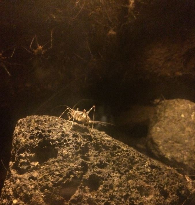 Pholeogryllus geertsi