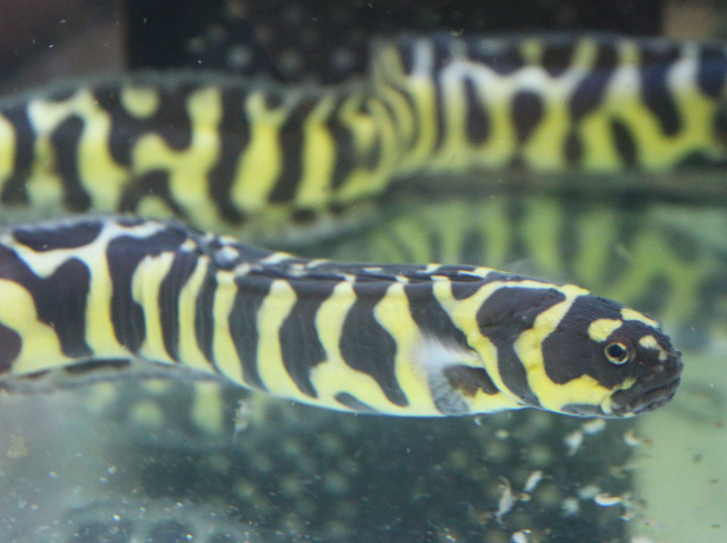 Pholidichthys leucotaenia - Engineer goby