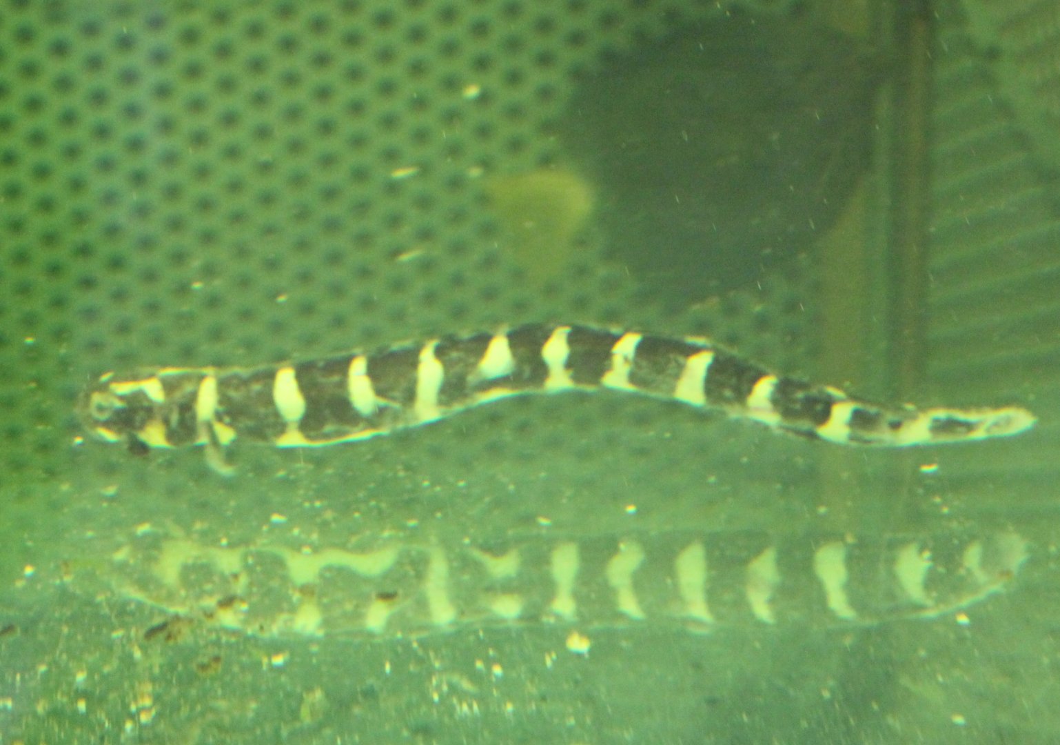 Pholidichthys leucotaenia