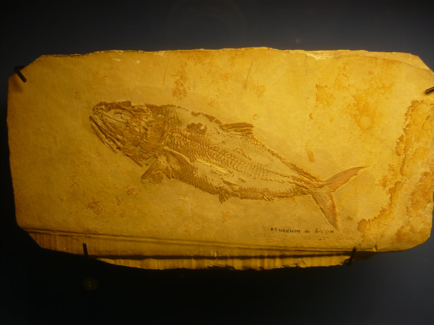 Pholidophoristion ovatus