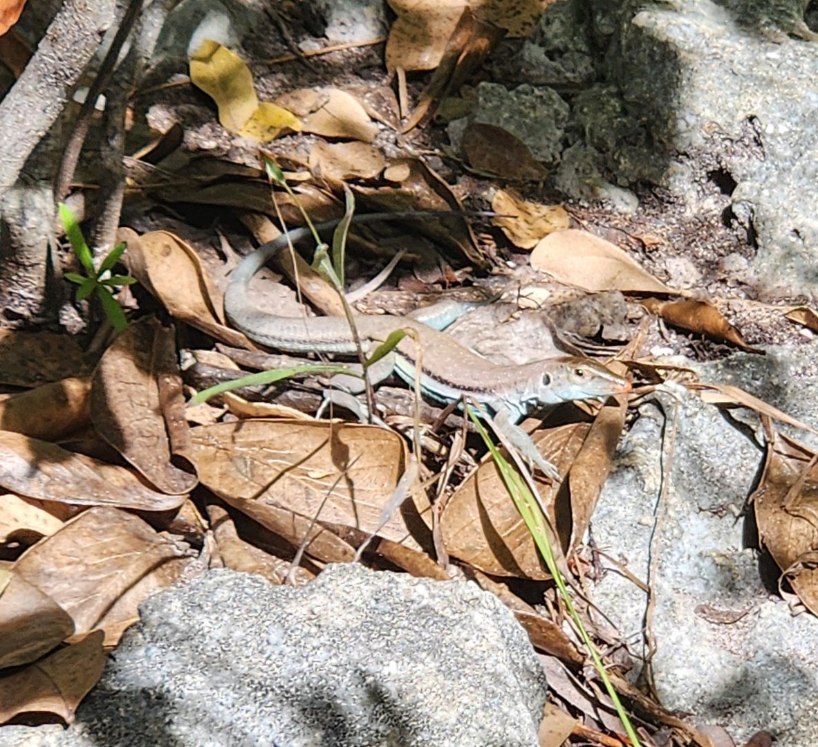 Pholidoscelis auberi (likely)