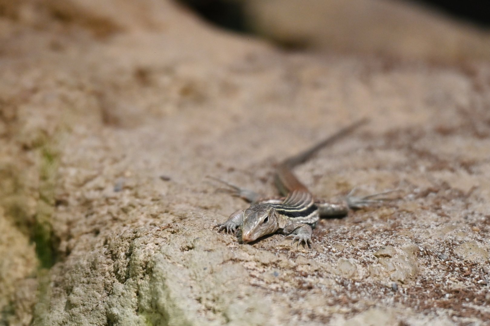 Pholidoscelis chrysolaemus