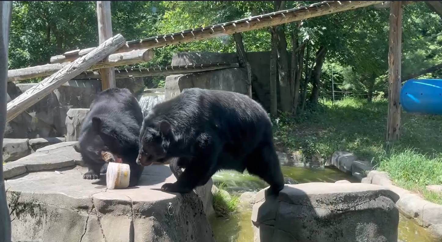 Phong the Asiatic black bear(right) stealing the ice cube from Cannelle(left)