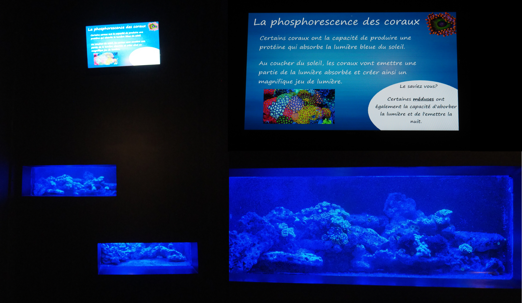 Phosphorescent corals display, 2020-09-03