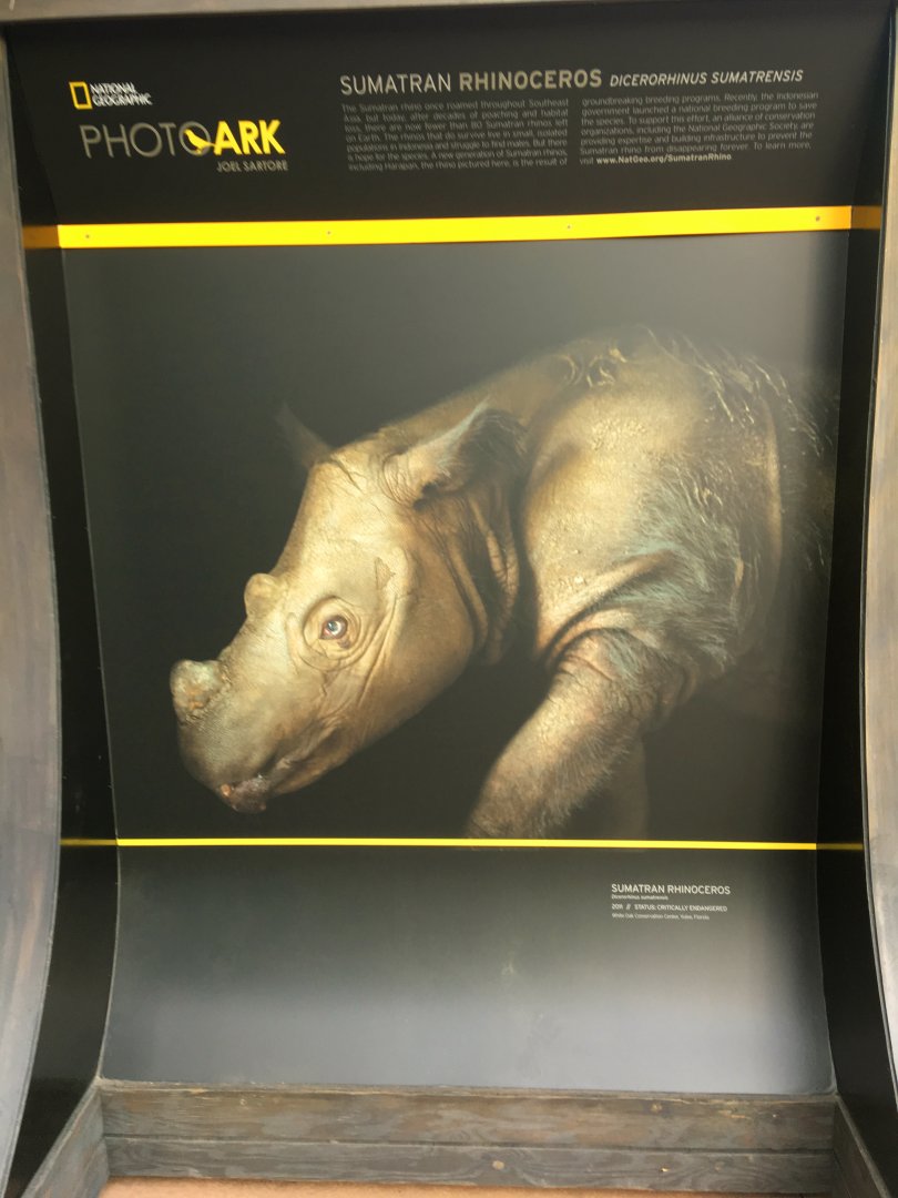 Photo Ark Exhibit Sumatran Rhinoceros