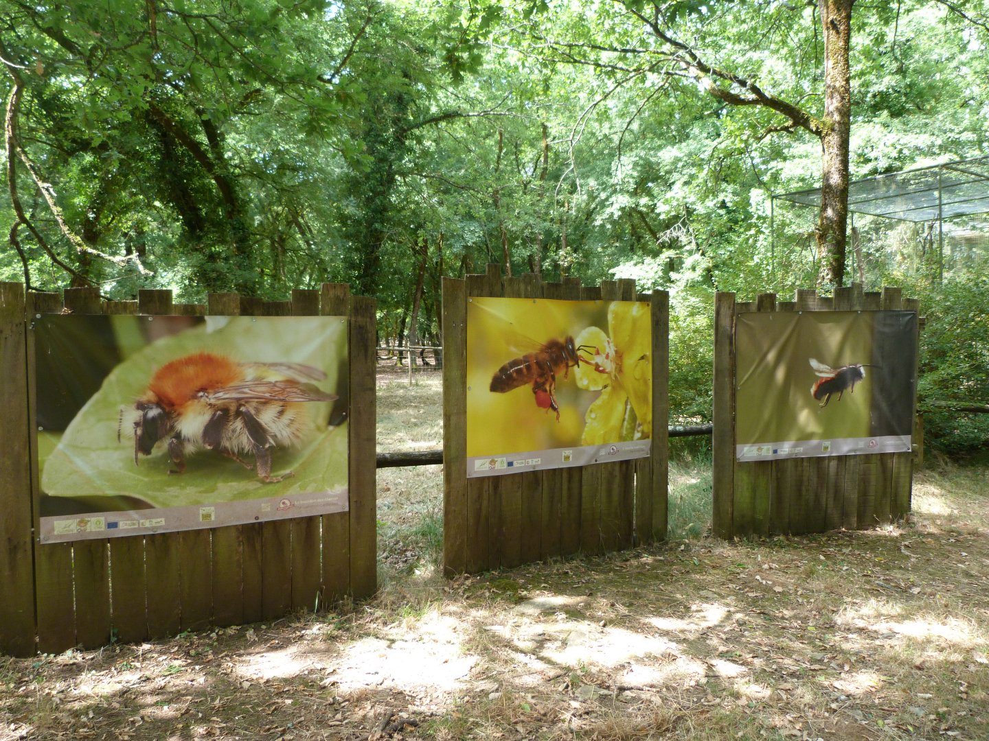 Photo display of different species of bees -Zoodyssée (2025)