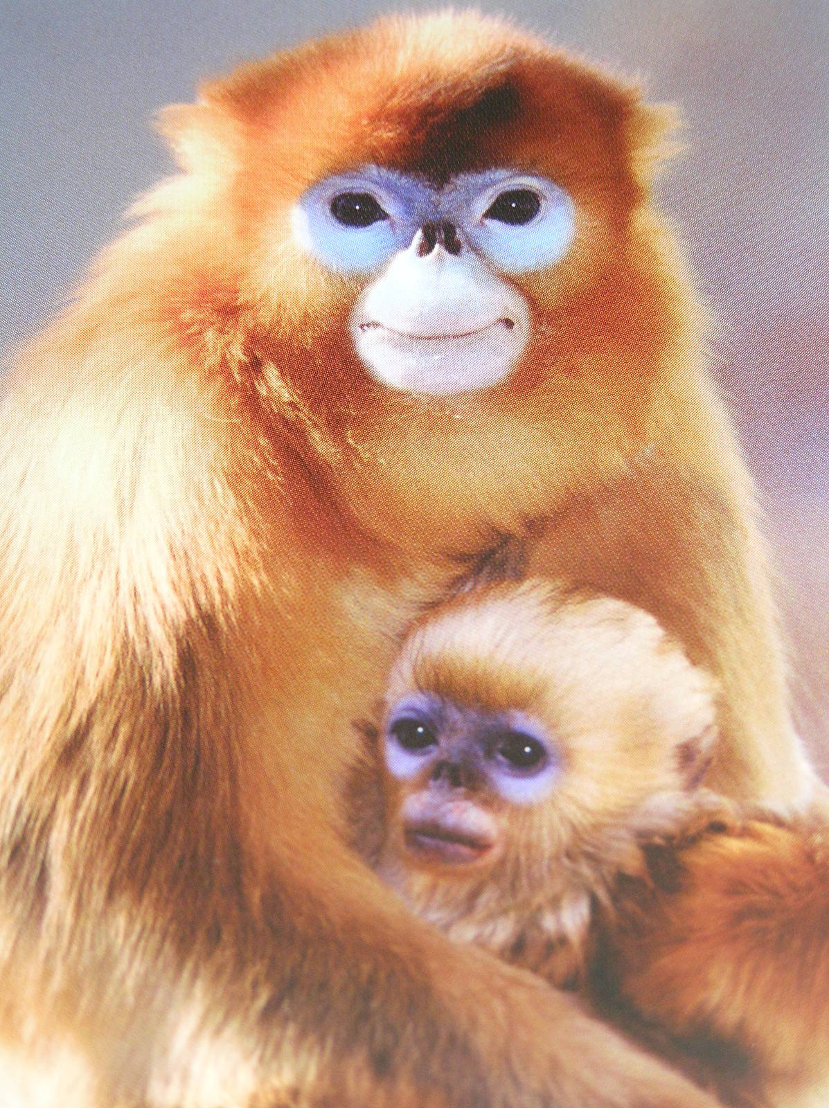 Photo of a sign - Golden snub nosed monkey