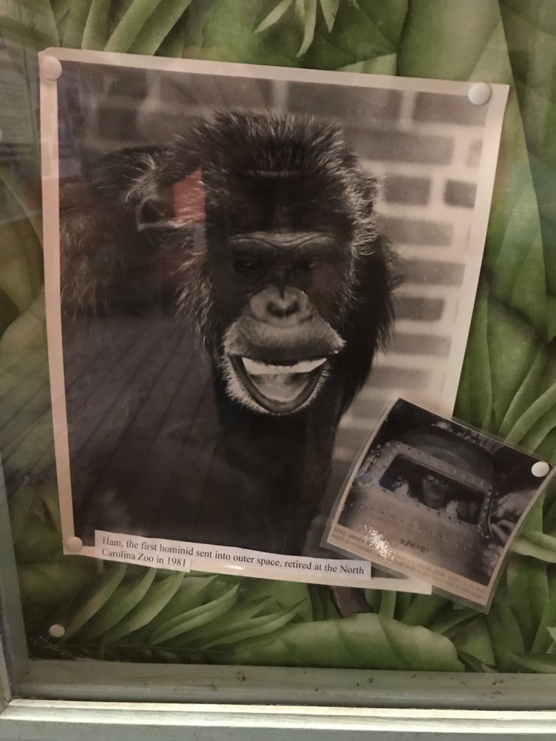 Photo of Ham, First Hominid in Space