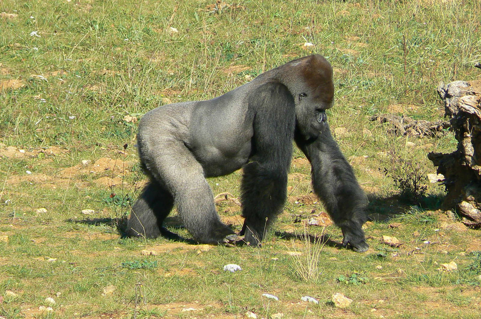 Photo of Ya Kwanza for GorillaBoy