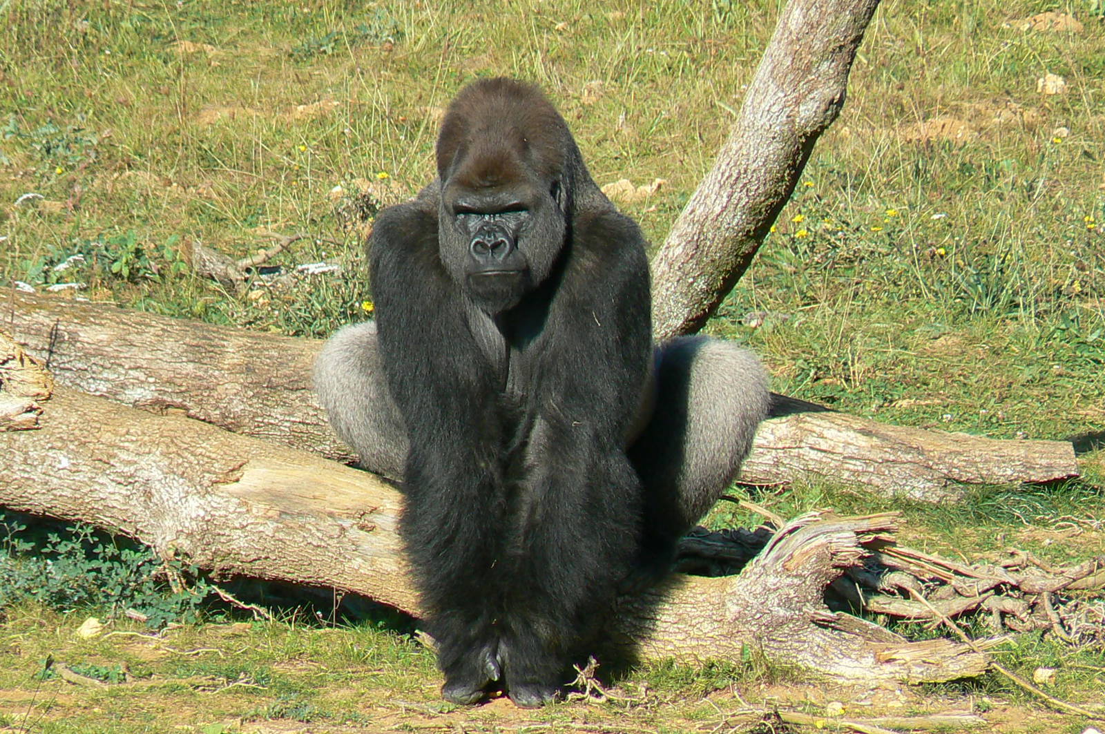 Photo of Ya Kwanza for GorillaBoy