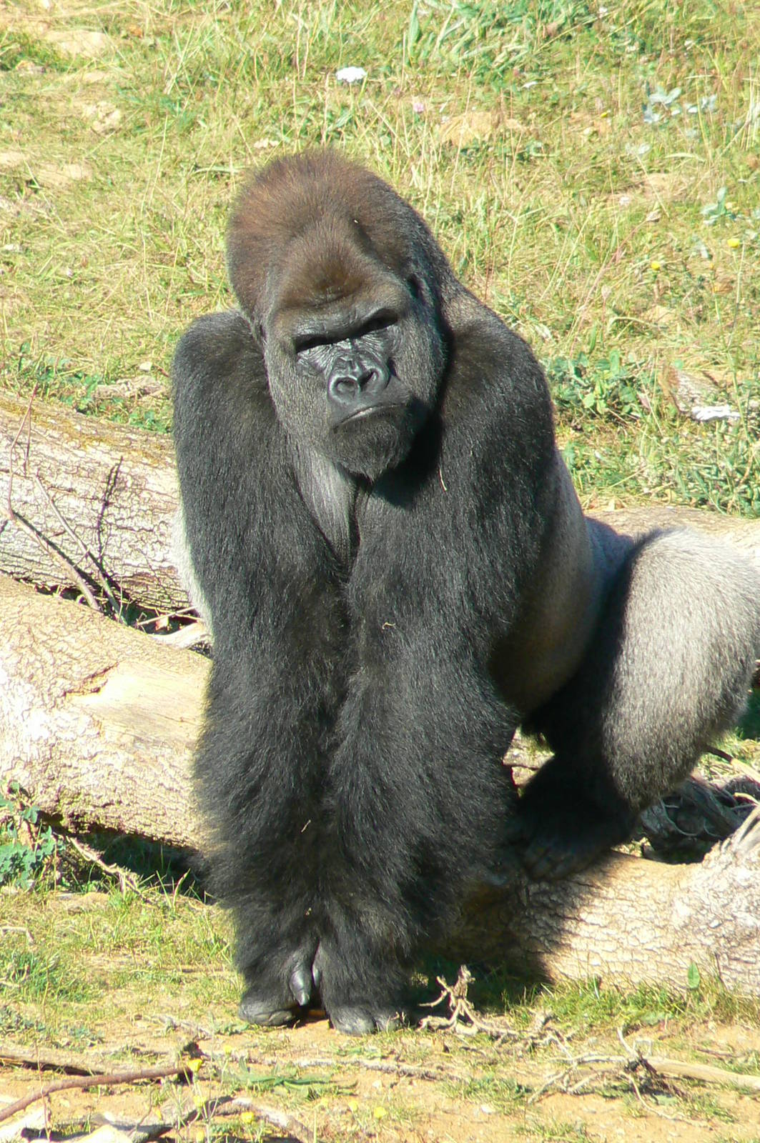 Photo of Ya Kwanza for GorillaBoy