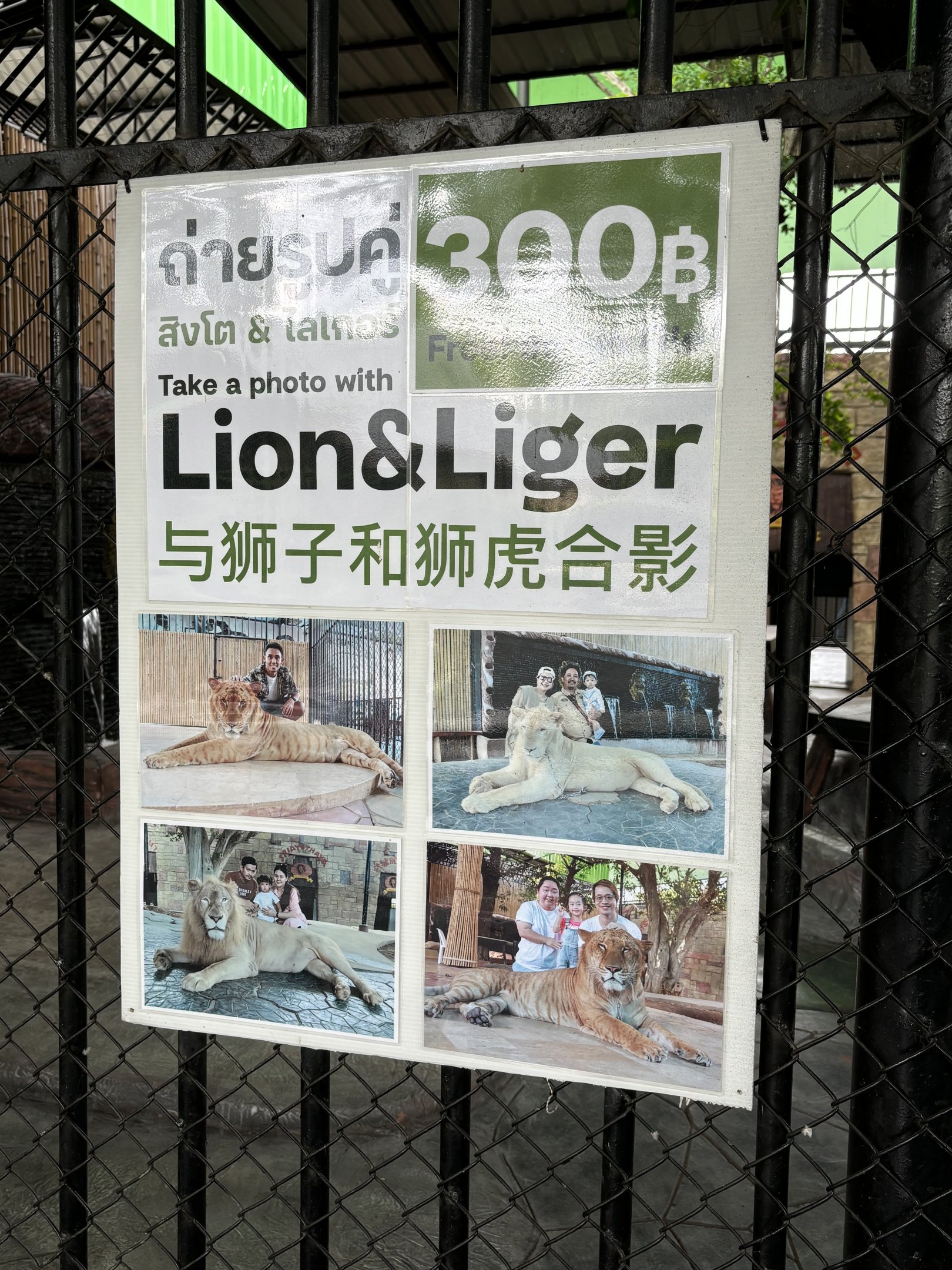Photo Opportunity - Lion Park