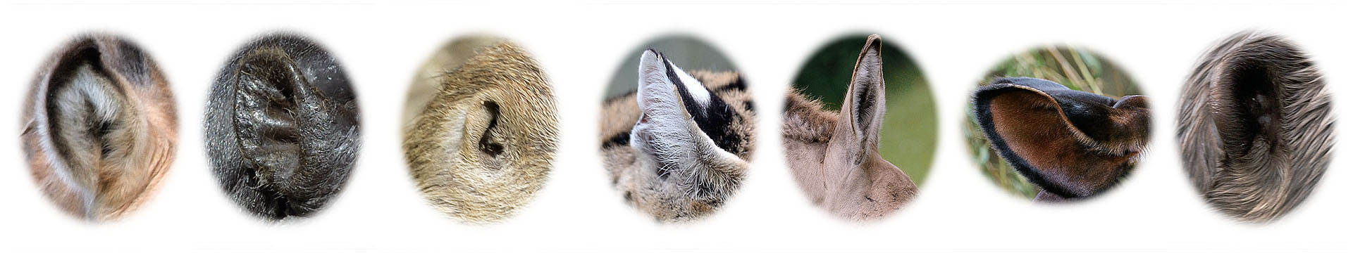 Photo Quiz August 2017 Revised Version