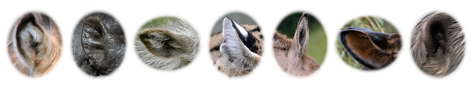 Photo Quiz August 2017