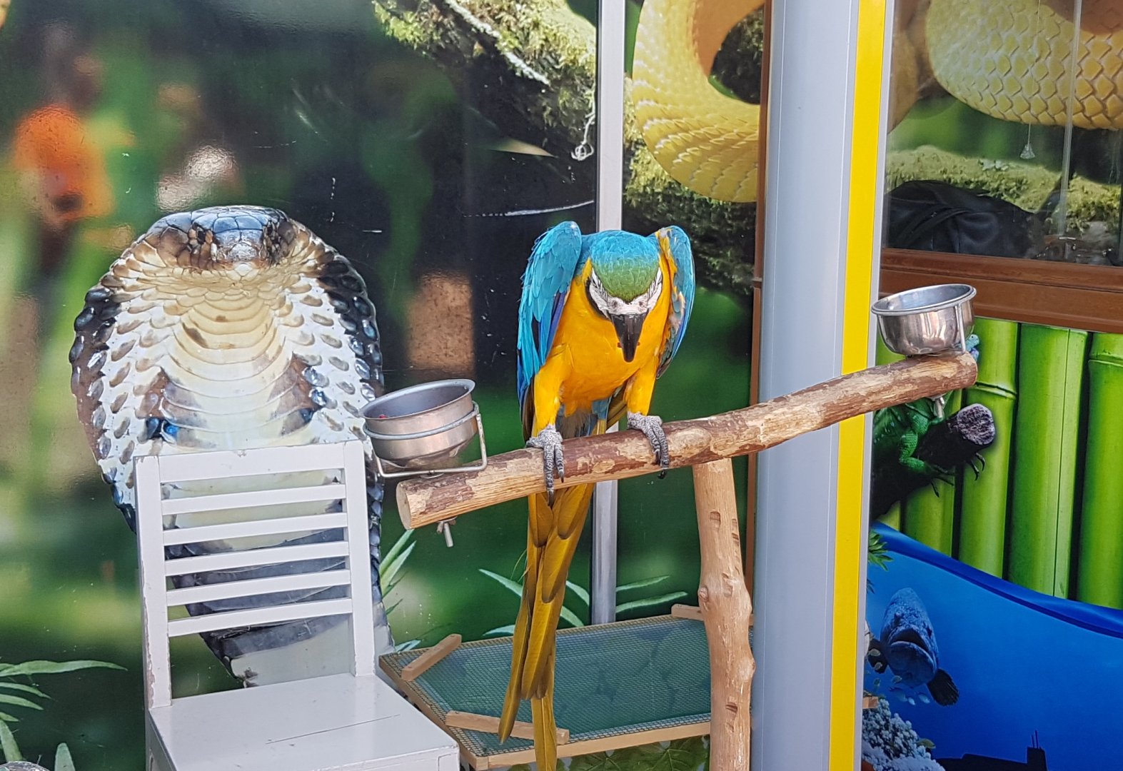 Photo-spot with Blue-and-yellow macaw