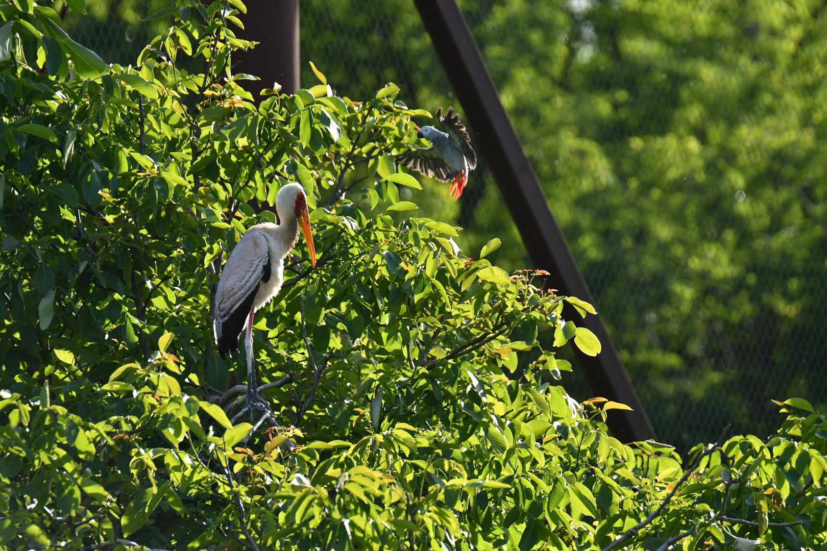 Photobomb by Congo grey parrot (Pssittacus erithacus)
