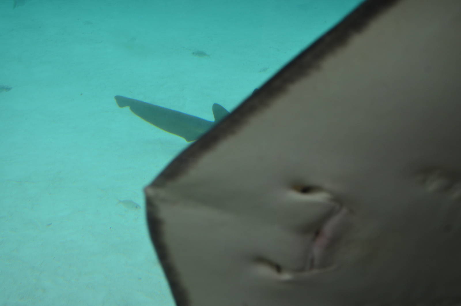 Photobombed nurse shark photo