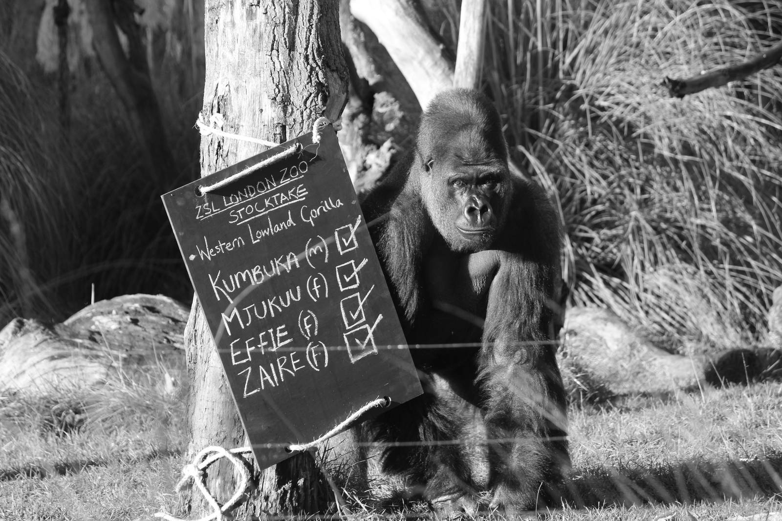 Photocall for stock-take