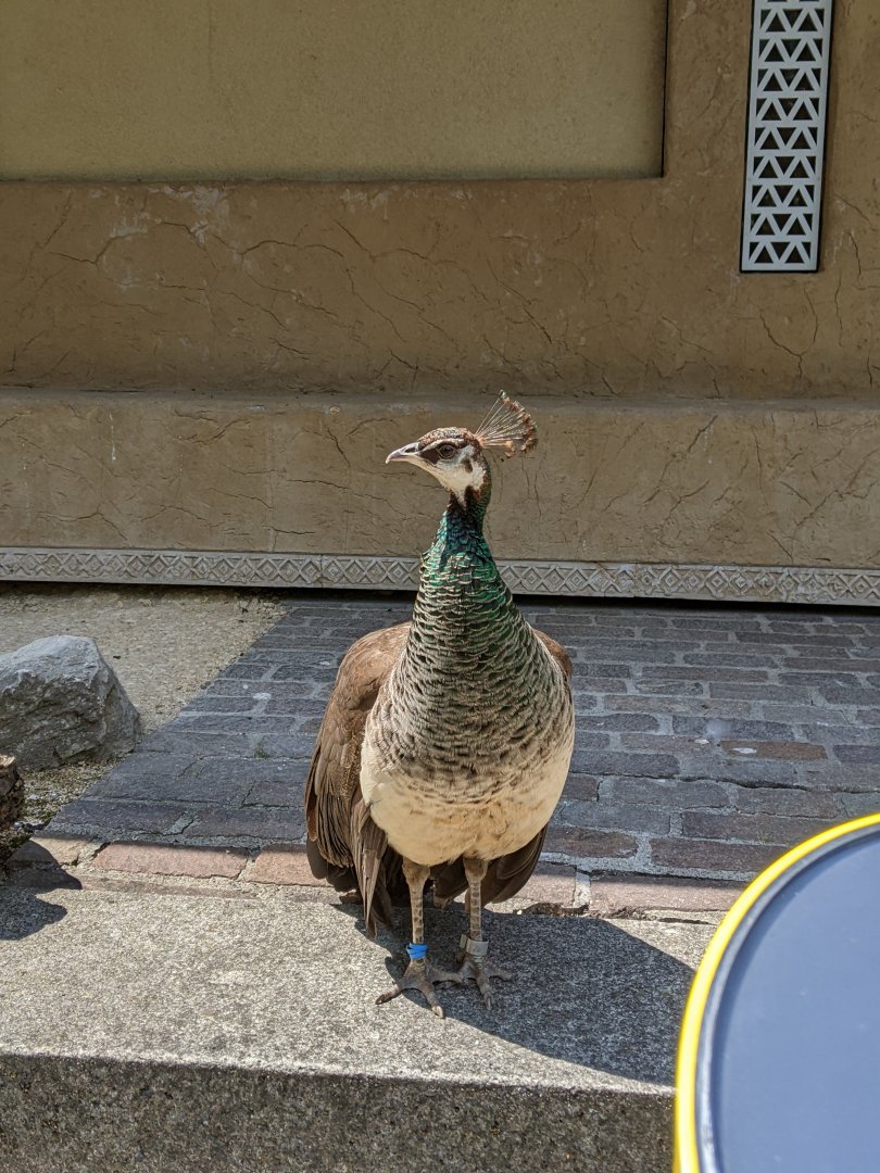 Photogenic Peahen