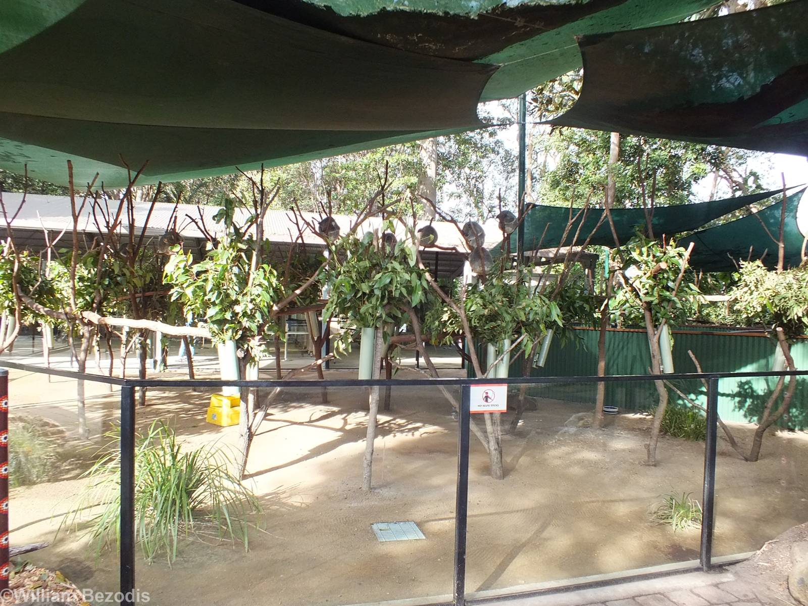 Photograph With Koala Area