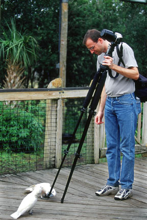 photographer and cockatoos