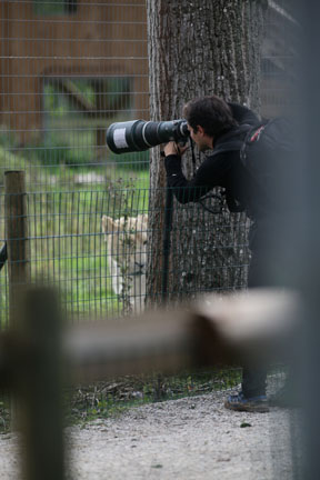 photographer and white lion