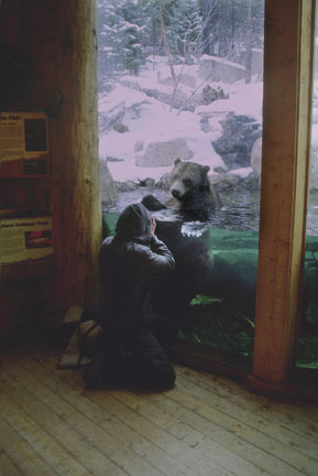 photographer with grizzly bear at Cheyenne Mountain Zoo