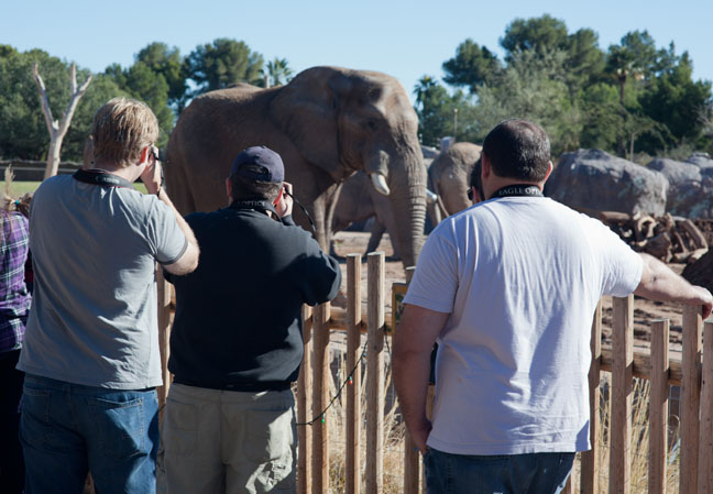 photographers with bull elephant