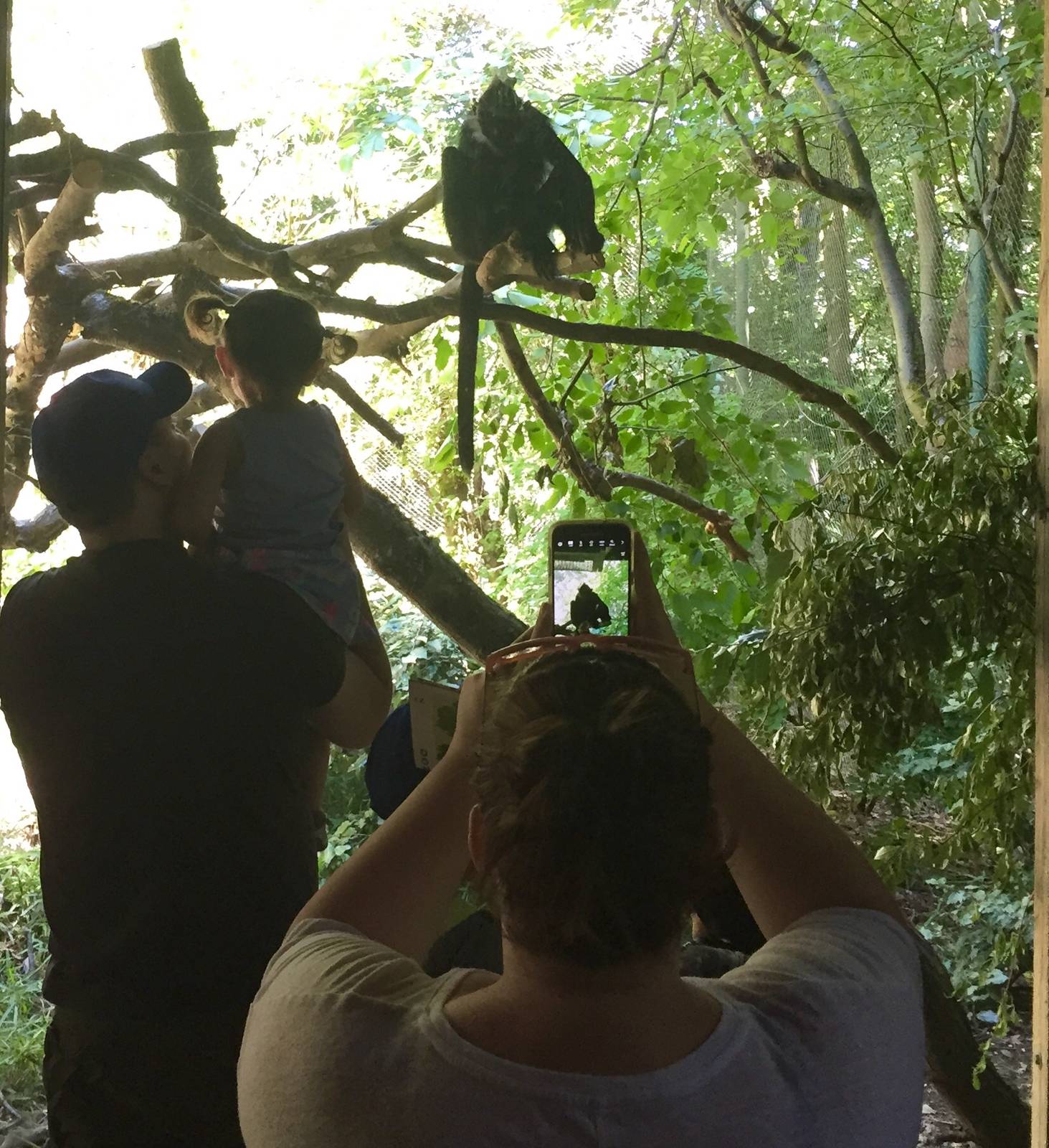 Photographing a Langur